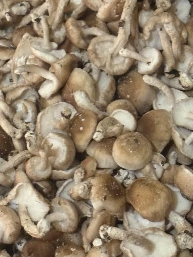 5 Pounds Fresh Whole Small Shiitake Mushrooms
