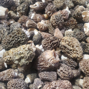 1 Pound Fresh Natural Black Morel Mushrooms