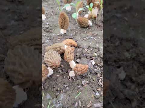 Morel Growing Kit 1 Pack