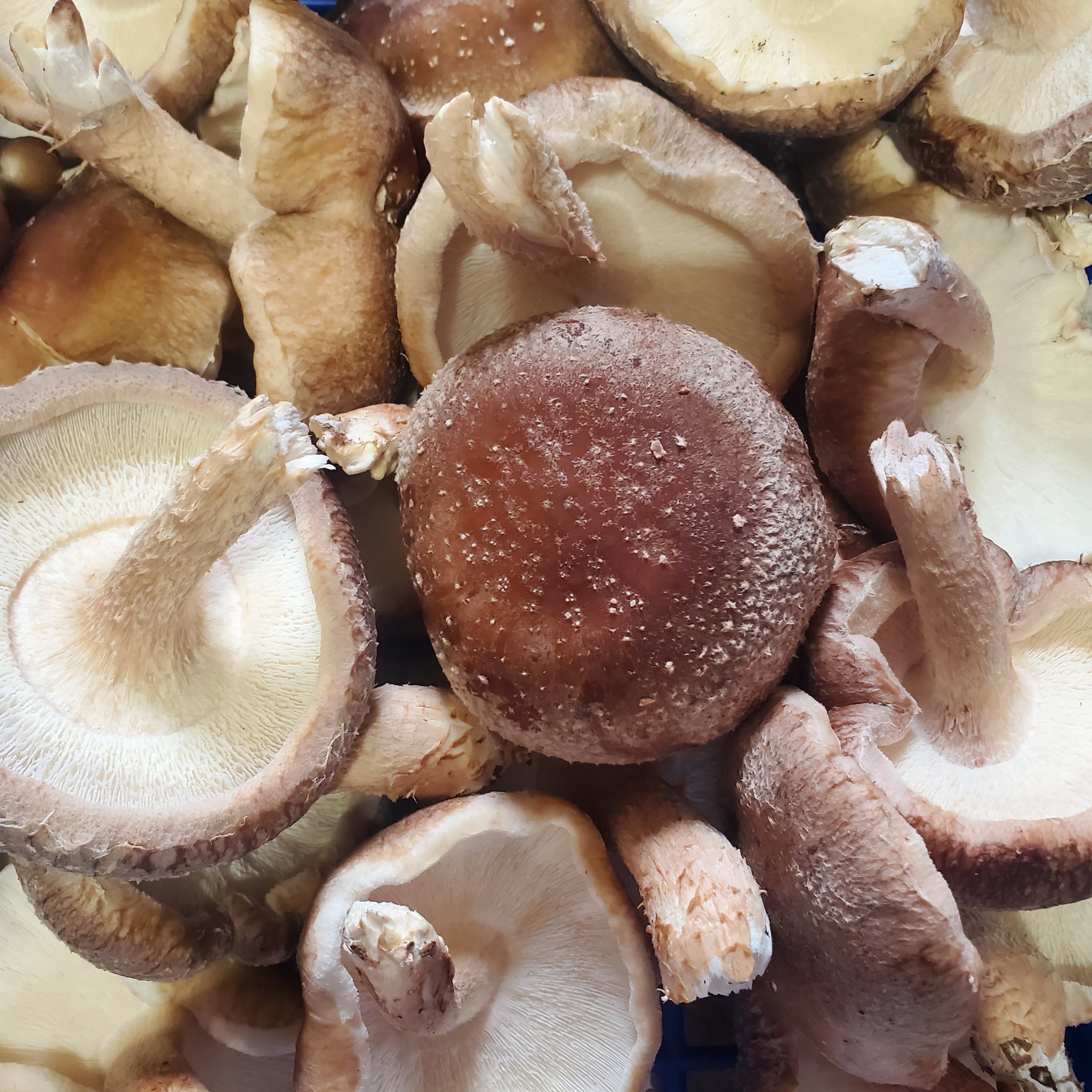 2 1/2 Pounds Fresh Shiitake Mushrooms
