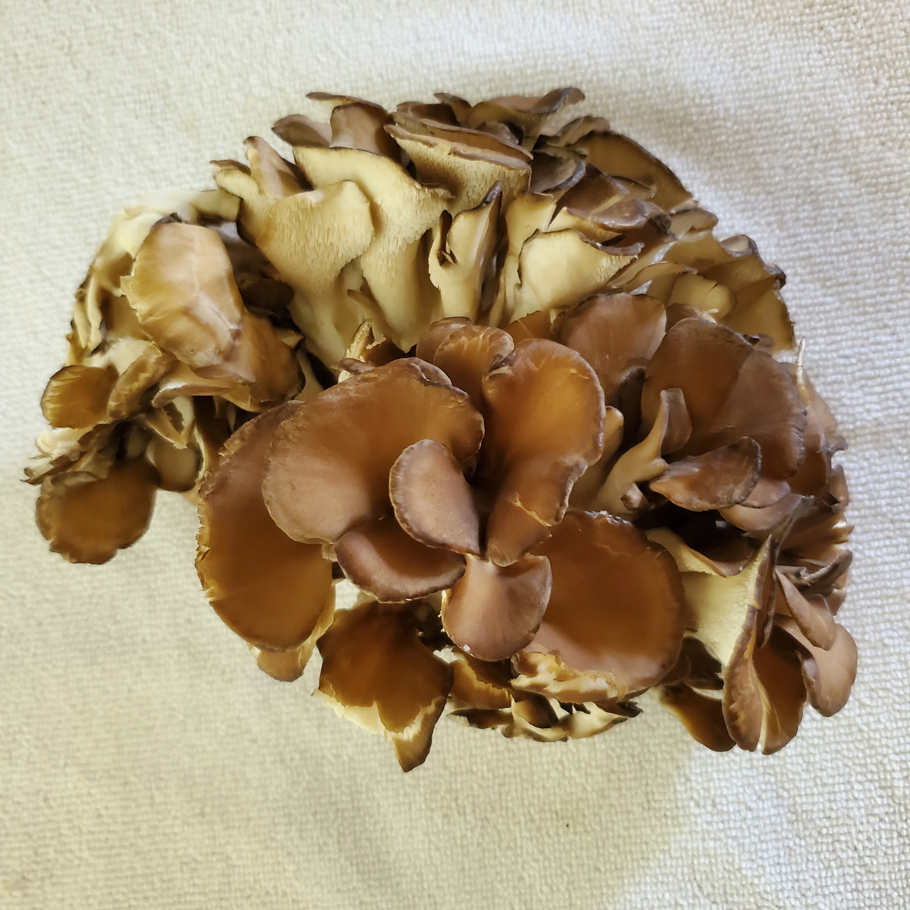 2 1/2 Pounds Fresh Maitake Mushrooms (Hen of the Woods)
