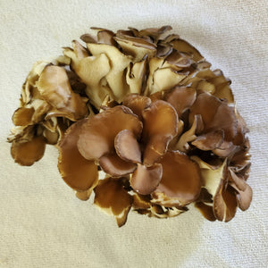 2 1/2 Pounds Fresh Maitake Mushrooms (Hen of the Woods)