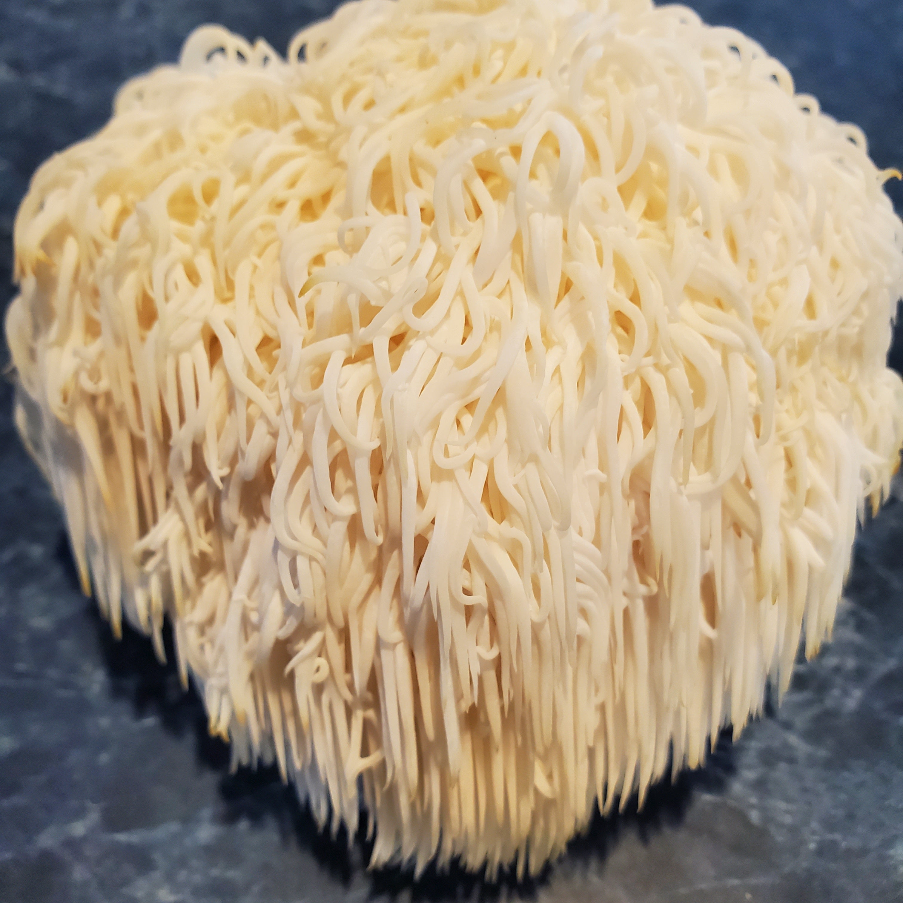 2 1/2 Pounds Fresh Lion's Mane Mushrooms